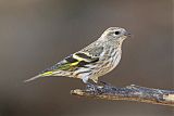 Pine Siskin